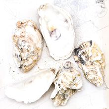 Load image into Gallery viewer, Oyster Shell
