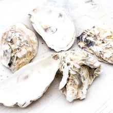 Load image into Gallery viewer, Oyster Shell
